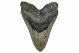 Serrated, Fossil Megalodon Tooth - North Carolina Monster #349337-1